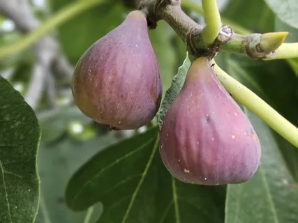 تصویر 4 از انجیر کوهی وحشی با ماندگاری مناسب و ظاهر زیبا